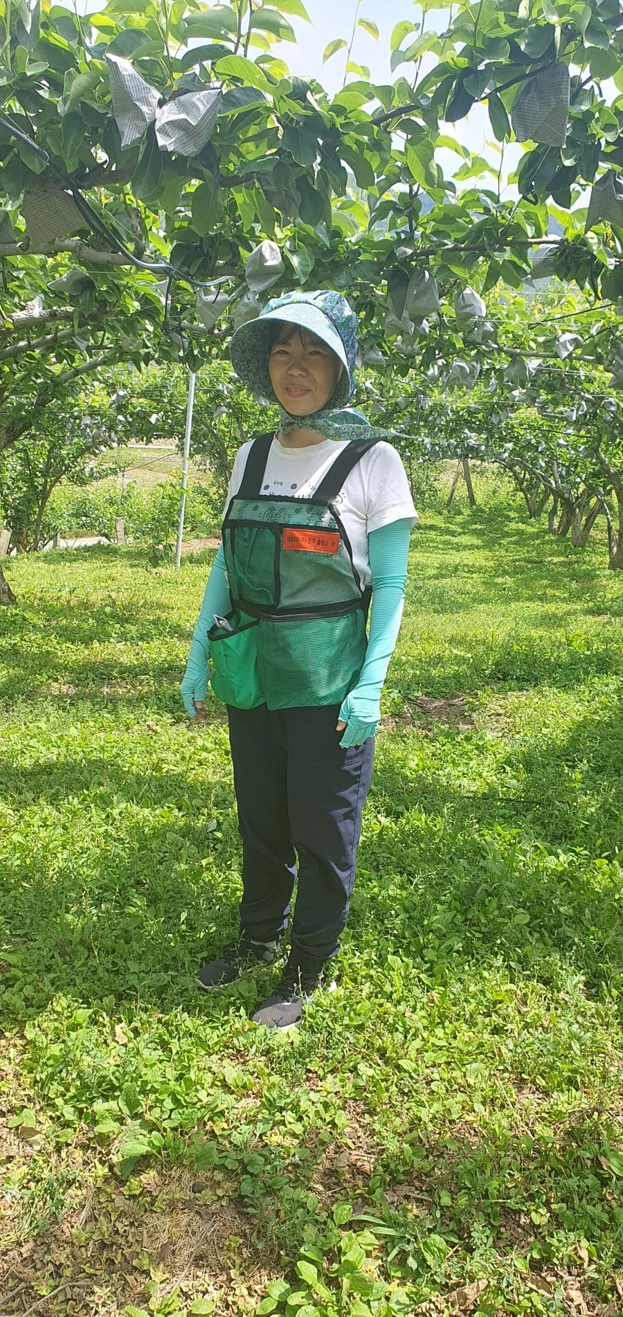 낙안의 가족 과수원에서 일하는 모습